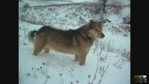 Прогулка к лесу с Бураном. 25.02.2012г.