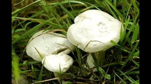 ТОП 10 самых ядовитых грибов