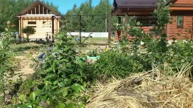 Купание моих лягушат!