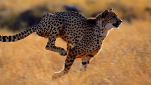 5 самых быстрых животных в мире