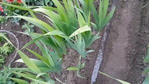 Ухаживаем за гладиолусами . Gladiolus  .