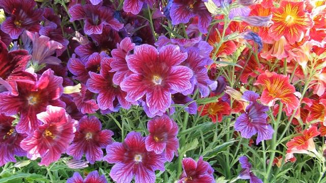 Сальпиглоссия – «диковинные трубочки» смотреть онлайн