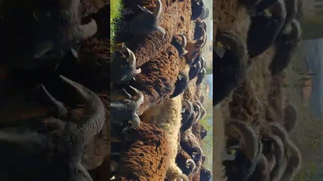 Goats in Casale Marittimo April 2019