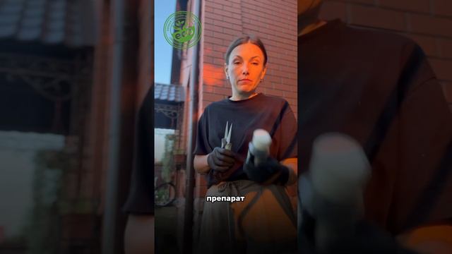 Обработка почвы от вирусных инфекций #дача #дачастайл #дачадача #любимаядача #дача
#любимыйсад