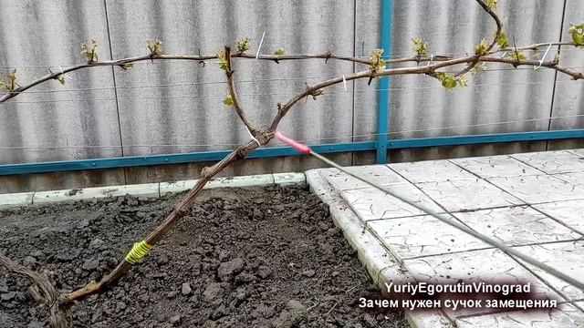 ? Для чего нужен СУЧОК ЗАМЕЩЕНИЯ на винограде. Как его сформировать?
