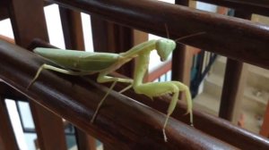 "I'm Dancing Queen!" ♬ Praying mantis dance ♬ Богомол танцует