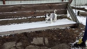 Кофта из носка для Собаки. Одежда  для Собак своими руками. Dog Sock Yacket ??? Jack Russell Terrie