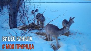 Снято на фотоловушку #6