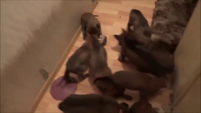 Басхирвиллики (39 дней) 01.01.2016 г. Рубец. смотреть онлайн