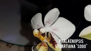 Цветение весны. (Ascps. Irene Dobkin 'Elmhurst', Phal. stuartiana "Sogo",Phal. Joy Fairy Tale ,и др