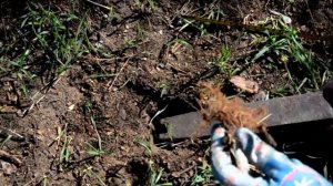 Инструмент для посадки клубники