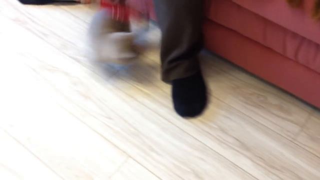 Шотландские котята Фолд и Страйт. Scottish kittens Fold and Straight.