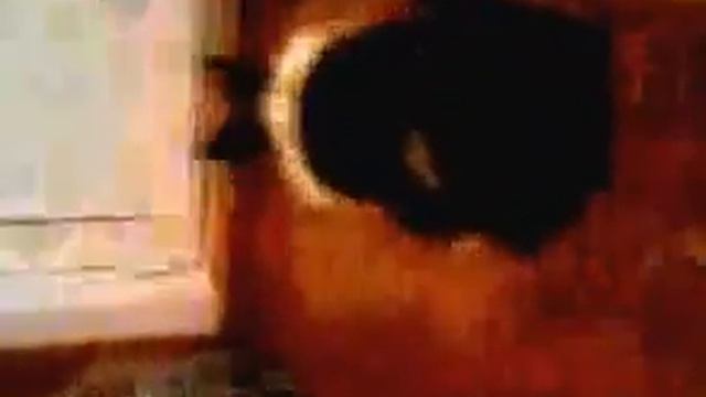 Кролик ест капуста смотреть онлайн