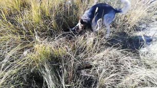 Верба - легендарная собака овчарка на охоте поймала грызуна похожего на полевого хомяка 17.10.2019г.