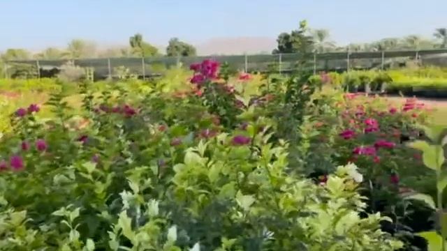 Plants & flowers bougainvillea || bougainvillea glabra || youtuber || trending by vip landscaping смотреть онлайн