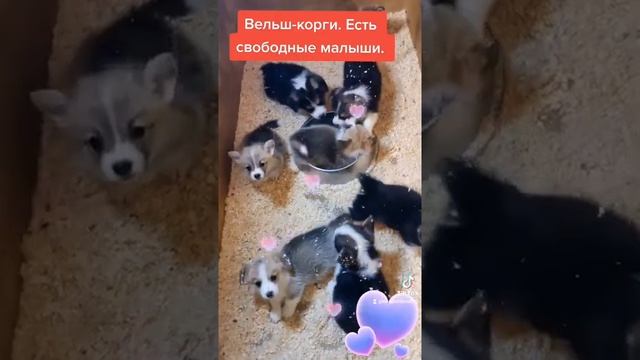 Щенки вельш-корги пемброк.