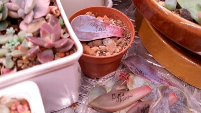 Эхеверия. От листа до розетки.