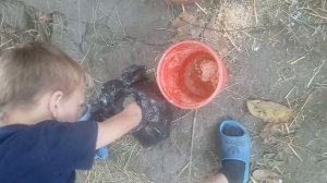 как я ухаживают за птицей