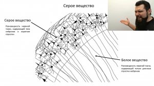 Нейробиология. Лекция 2. Что такое кора? Палеокортекс, архикортекс, неокортекс.