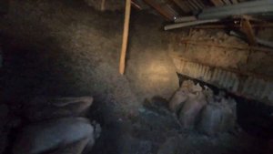 Теплица. Производство грибов Вешенка