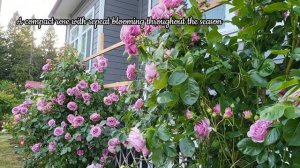 Fantastic Quicksilver is a wonderful display in June at Jrose garden.# Quicksilver#rose