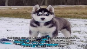 Собаки, похожие на хаски