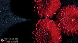 Vitaliy Be - Time Shift Beautiful Flowers Collection цветы.