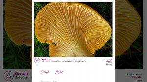 Echter Pfifferling (Cantharellus cibarius) | Praktisches Pilzprofil | Shroomers