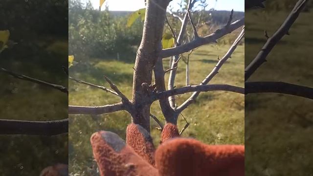 По просьбе подписчиков выкладываю видео об обрезкие яблони .#обрезкасада#tagetes смотреть онлайн