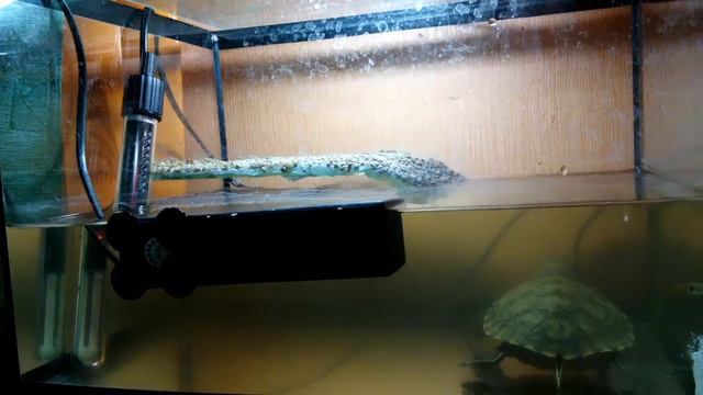 Красноухая черепашка кушает живую рыбу. :-) смотреть онлайн