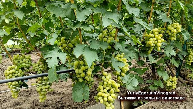 ? Проверяю! Как ВЫТЯЖКА ИЗ ЗОЛЫ работает против МИЛДЬЮ. БОНУСОМ подкормка для лучшего вызревания. смотреть онлайн