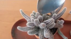 Зимовка и пробуждение кактусов