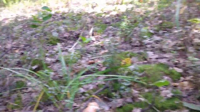 собирать грибы прикольно ?) смотреть онлайн