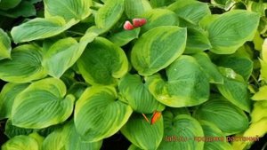 Хоста гибридная Майян Мун (hosta mayan moon) ? Майян Мун обзор: как сажать, луковицы хосты Майян Му