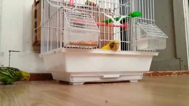 Muhabbet kuşu. Волни́стый попуга́йчик. Melopsittacus undulatus. Budgerigars смотреть онлайн