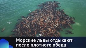 Морские львы отдыхают после плотного обеда