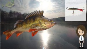 Как ловить окуня в декабре на балансир и блесну? Советы по ловле окуня зимой на балансир и блесну!