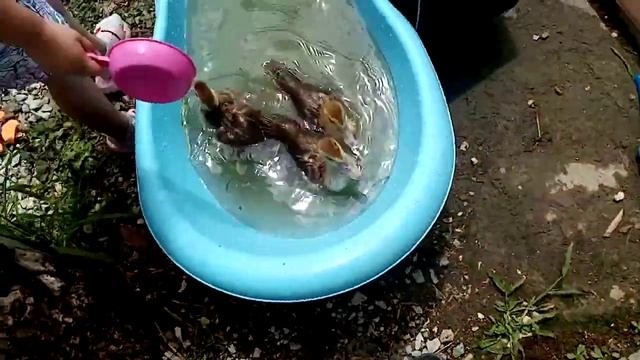 утята купаются смотреть онлайн