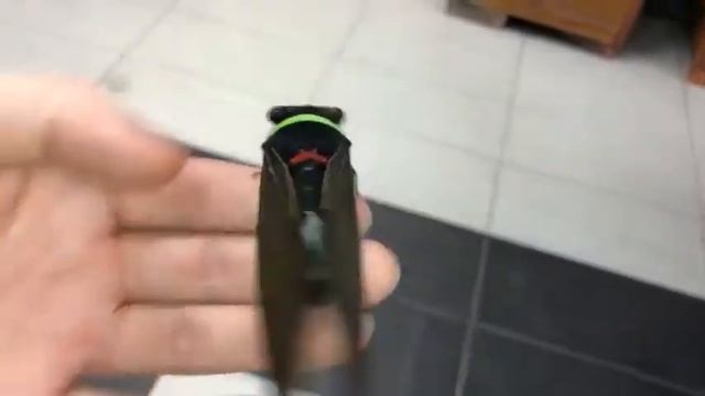 Цикада из Малайзии способна издавать звук, похожий на свист паровоза.