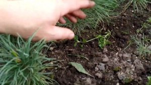 КАК НЕ СОВЕРШИТЬ ОШИБКИ ПРИ ПЕРЕСАДКЕ КЕДРА .