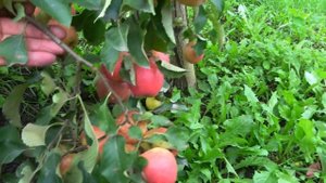 Безпроблемный сорт с высочайшим качеством плодов / Яблоня РУБИНСТАР