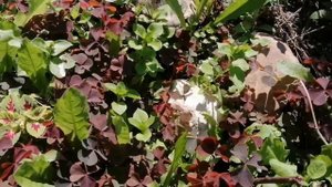 Рассказ о пересадке взрослой лаванды. Некоторые особенности ухода