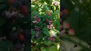 ЧЕРНАЯ МАЛИНА сорт ЧЕРНАЯ ЖЕМЧУЖИНА