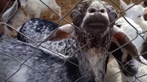 Почему я завела хозяйство, для души или ради денег?