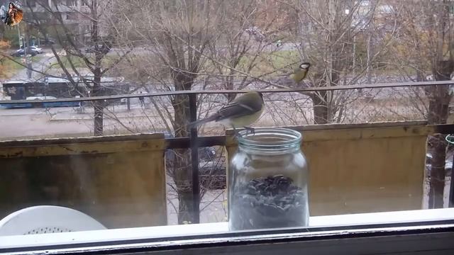 Воробьи и Синицы смотреть онлайн