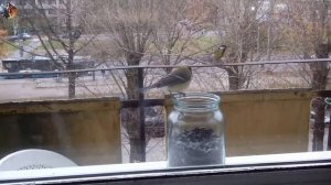 Воробьи и Синицы