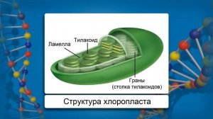 Строение клетки. Митохондрии. Пластиды. Органоиды движения. Видеоурок по биологии 10 класс