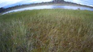 Вечерняя прогулка по карельской тайге. Три озера.