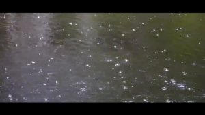 Очень красивое чтение стихотворения.