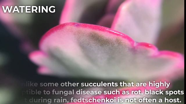 Kalanchoe Fedtschenkoi & Variegata 'Lavender Scallops' Care & Propagation смотреть онлайн